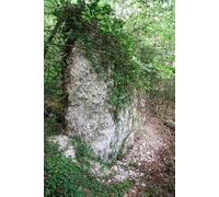 UK Photo Print 8"x6" Upended tree roots in The Plantation Winterborne Stickland c2007