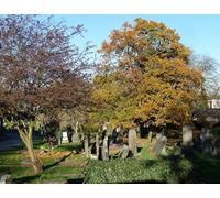 UK Photo Print 8"x6" Various monuments, West Norwood Cemetery (17) Streatham c2012