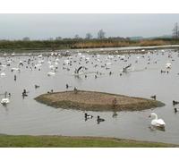 UK Photo Print 8"x6" WWT Slimbridge Shepherd's Patch c2012 P4