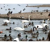 UK Photo Print 8"x6" WWT Slimbridge Shepherd's Patch c2012 P5