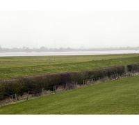UK Photo Print 8"x6" WWT Slimbridge, The Dumbles Shepherd's Patch c2012