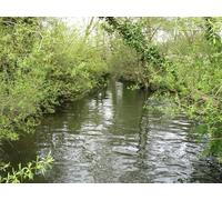 UK Photo Print A4 / 12"x8" A backwater near Eton Seen from the Thames Path: the River Tham c2013