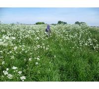 UK Photo Print A4 / 12"x8" A footpath was once here Sarre This view looks alongside the ba c2014