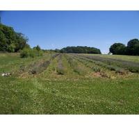 UK Photo Print A4 / 12"x8" A little lavender Daylesford Alongside the driveway a few rows c2010
