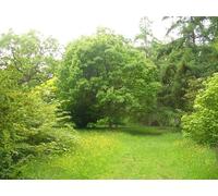 UK Photo Print A4 / 12"x8" Approaching Concord Glade Westonbirt Spring meadow flowers in b c2010