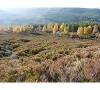 UK Photo Print A4 / 12"x8" Autumn colours Braegarie Above the River Dee, near Corriemulzie c2010