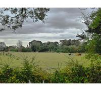 UK Photo Print A4 / 12"x8" Beast field Graby Cattle in field at Graby Manor c2012