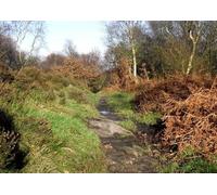 UK Photo Print A4 / 12"x8" Beginning of the trees Biddulph The bridleway from Cheshire c2010
