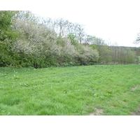 UK Photo Print A4 / 12"x8" Blackthorn thicket Little Ayton A Blackthorn thicket currently c2010