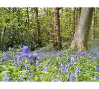 UK Photo Print A4 / 12"x8" Bluebell time in Linacre Wood Old Brampton c2012