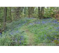 UK Photo Print A4 / 12"x8" Bluebell Wood Billinge c2009