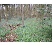 UK Photo Print A4 / 12"x8" Bluebell wood Heath End/SU9618 Burton Rough. c2016