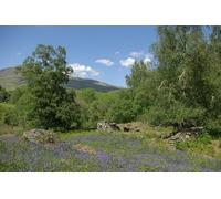 UK Photo Print A4 / 12"x8" Bluebell wood & ruin north of Blarmore Ardeonaig c2011