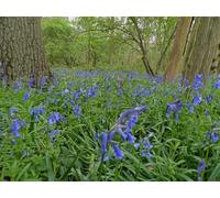 UK Photo Print A4 / 12"x8" Bluebells in Math Wood Bourne/TF0920 c2014