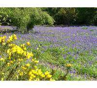 UK Photo Print A4 / 12"x8" Clearing in Book Hurst Cranleigh Large open space, carpeted by c2010