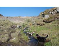 UK Photo Print A4 / 12"x8" Crossing the stream Mullion Cove Cliff-top stream above Parc Be c2010