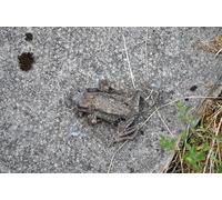 UK Photo Print A4 / 12"x8" Dead, dry frog on the steps down to Shilling Basin Hawkhope/NY c2010