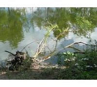 UK Photo Print A4 / 12"x8" Down but not out Warkworth/NU2406 This tree has fallen over in c2010