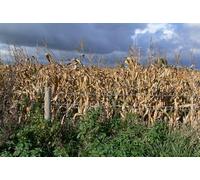 UK Photo Print A4 / 12"x8" Dried corn field along Lubbesthorpe Bridle Road Kirby Fields c2010
