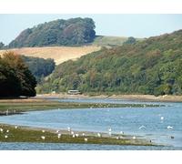 UK Photo Print A4 / 12"x8" East Looe River Looking upstream from the millpool dam at West c2014