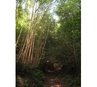UK Photo Print A4 / 12"x8" Eden Valley Walk in Moor Wood Hill Hoath The long distance path c2010