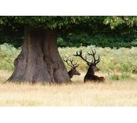 UK Photo Print A4 / 12"x8" Enjoying the View Kingston Upon Thames Stags look across open g c2010