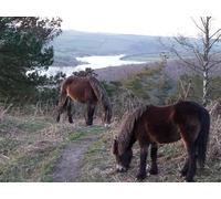 UK Photo Print A4 / 12"x8" Exmoor : Brendon Hills - Haddon Hill & Exmoor Ponies Hartford/ c2010