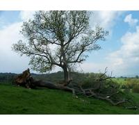 UK Photo Print A4 / 12"x8" Fallen giant Saintbury This uprooted tree is alongside the foot c2010
