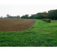 UK Photo Print A4 / 12"x8" Field margin south of Ewen The stripling Thames is just beyond c2010