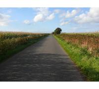UK Photo Print A4 / 12"x8" Fields of Corn at Low Mye Stoneykirk Late harvest corn on both c2010