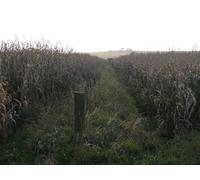UK Photo Print A4 / 12"x8" Fields of Corn Stoneykirk View through these fields at Low Mye c2010