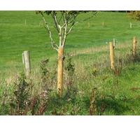 UK Photo Print A4 / 12"x8" Five finches on fence Mackerel's Common I disturbed a small flo c2010