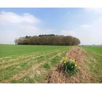 UK Photo Print A4 / 12"x8" Flowers by the Footpath Pheasants A shortish public footpath ac c2015