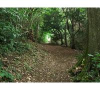 UK Photo Print A4 / 12"x8" Footpath down the North Downs near Boxley This steep path leads c2013
