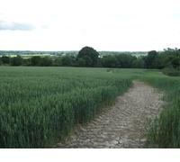 UK Photo Print A4 / 12"x8" Footpath down to Newenden This field edge path leads from Frog& c2011