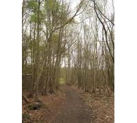 UK Photo Print A4 / 12"x8" Footpath in Clowes Wood Honey Hill/TR1161 A footpath from Nack c2010