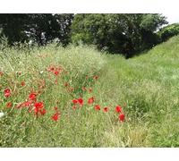 UK Photo Print A4 / 12"x8" Footpath in the Meon Valley Warnford Poppies lining the path fr c2012