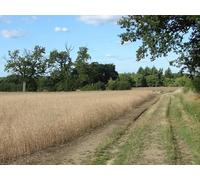 UK Photo Print A4 / 12"x8" Footpath near the Hog's Back Compton/SU9546 Looking north alon c2013