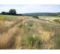 UK Photo Print A4 / 12"x8" Footpath through wild flowers Sutton Abinger c2013