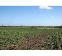 UK Photo Print A4 / 12"x8" Footpath to Gatley End The path has been marked by the farmer, c2016