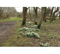UK Photo Print A4 / 12"x8" Footpath to St Helena Island with Snowdrops Glenluce c2014
