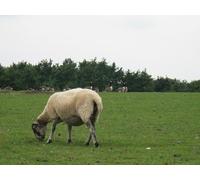 UK Photo Print A4 / 12"x8" Geese on a field trip Chiddingly This flock of about 15-20 Cana c2010