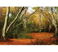 UK Photo Print A4 / 12"x8" Glade in Epping Forest, Essex Loughton/TQ4396 There are probab c2010