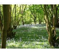 UK Photo Print A4 / 12"x8" Glovers Wood Russ Hill At bluebell time. c2010