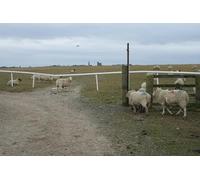 UK Photo Print A4 / 12"x8" Grey and hungry days at the Curragh Curragh Camp From the end o c2010