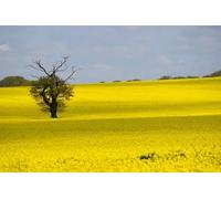 UK Photo Print A4 / 12"x8" Into the light Hampton Lucy Sunshine plays over oilseed rape fi c2010
