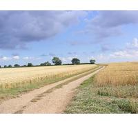 UK Photo Print A4 / 12"x8" Lane to St.Margaret's Road & footpath Flixton/TM3186 c2013