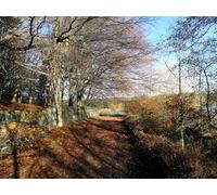 UK Photo Print A4 / 12"x8" Leaves on the path round Ogden Water Bradshaw/SE0730 c2010