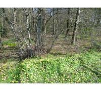 UK Photo Print A4 / 12"x8" Lesser celandine alongside Oxleas Wood Bexley This view looking c2015