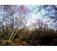 UK Photo Print A4 / 12"x8" Looking down the hill Biddulph Looking down the bridleway towar c2010